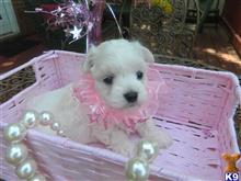 maltese puppy posted by Elegant Babies